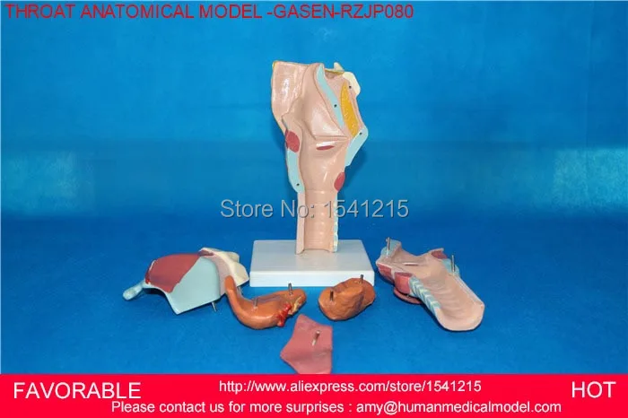 Модель человеческого горла анатомическая модель для медиков учебные материалы