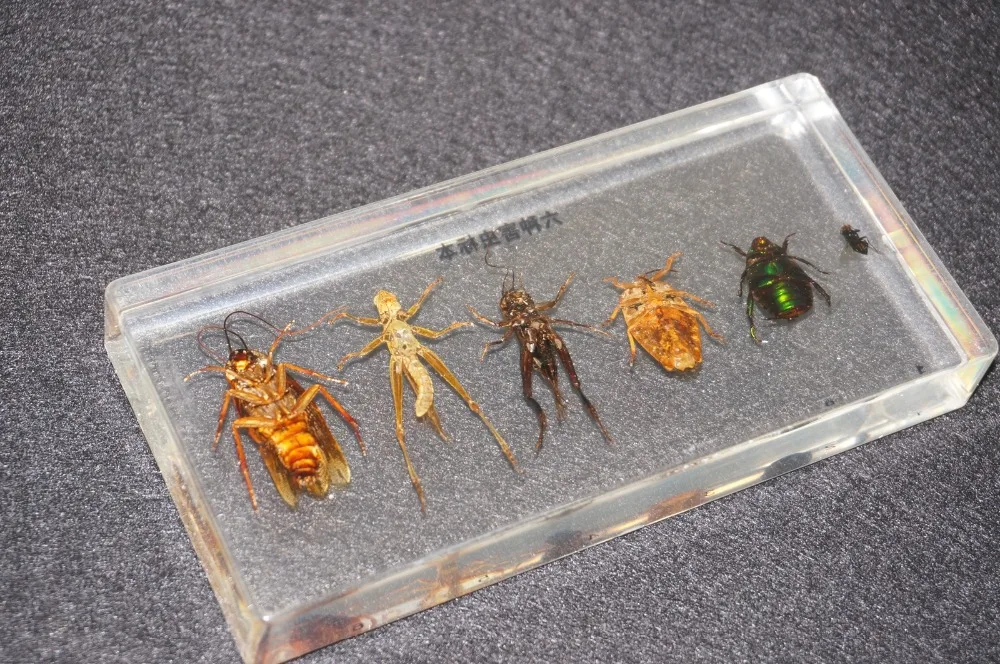 6 видов образцов насекомых-вредителей в прозрачном блестящем образовательном