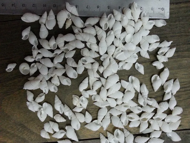 100% натуральные маленькие морские ракушки идея для украшения дома сделай сам