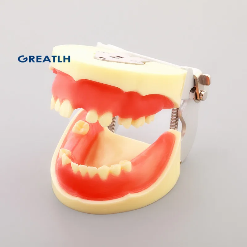 Dentl для тренировки имплантации модели стоматологические зубов
