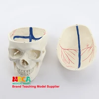 11 high end human skull model for medical uses skull bone anatomical specimen bone nerve model mtg004