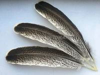 feathers 10pcslot 20 30cm long wild turkey wing feathersnatural grey round wild turkey feather quills