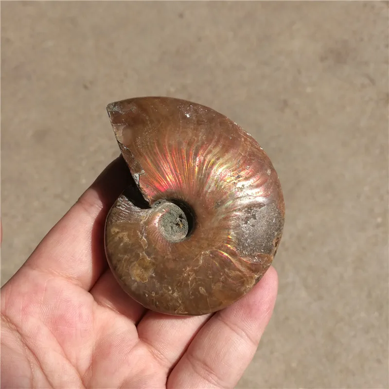 

Rainbow!!! Natural conch Ammonite specimens of Madagascar