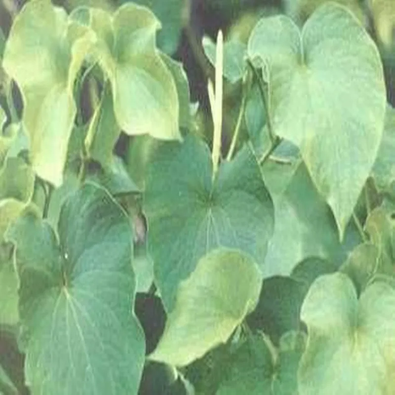 100-1000 г Piper methysticum Forst порошок экстракт 30: 1, kava экстракт, kavakava, kawa, Kauwa экстракт, Снятие напряжения и стресса