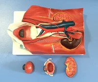 urinary system modelurinary system after abdominal wall model