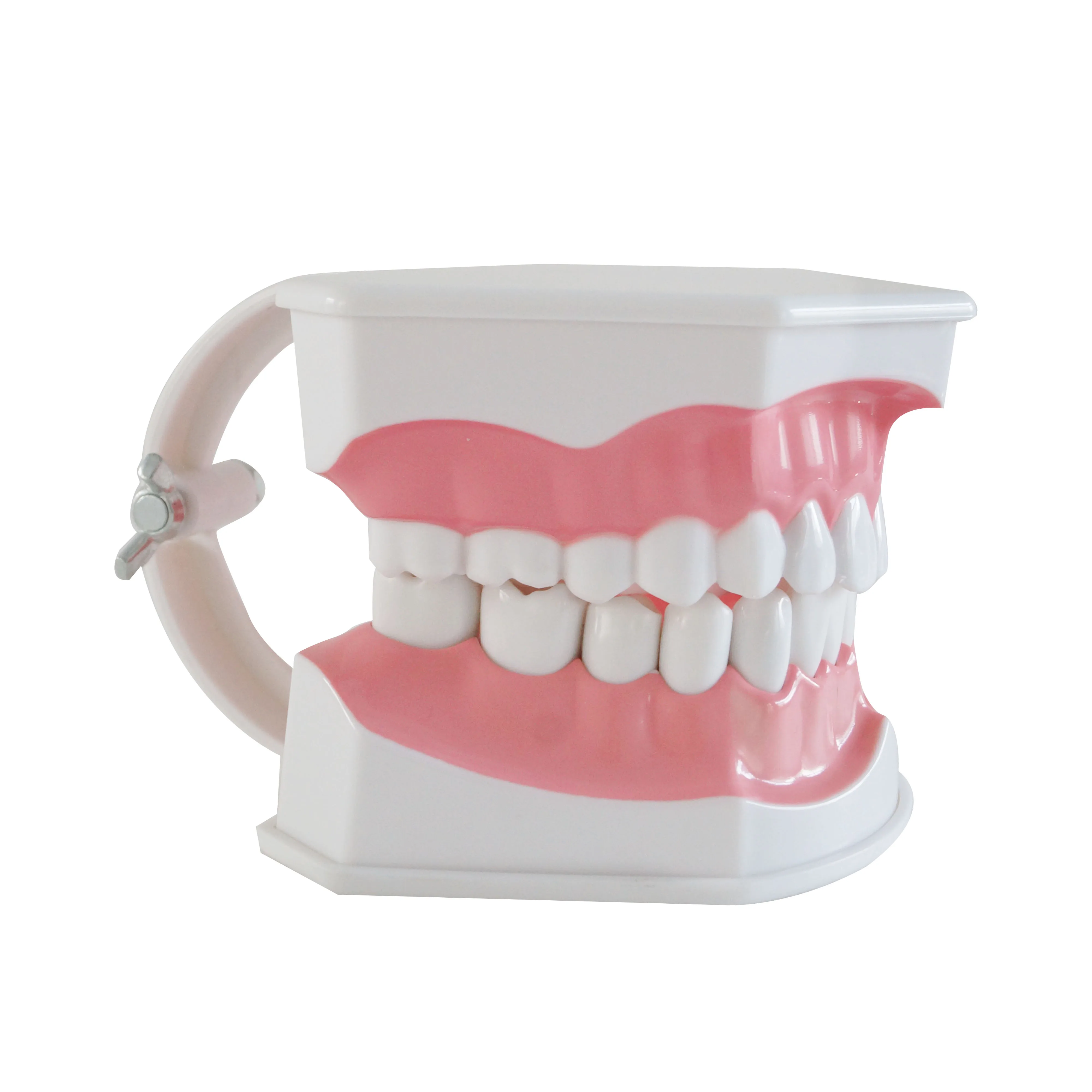 Модель зубов для взрослых Стандартный Стоматологическое обучение исследование