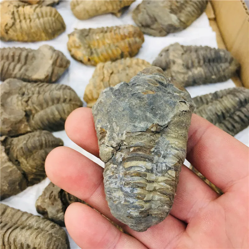 Натуральный кристалл fossil tetraphyllid fossil коллекция образцов 1 шт