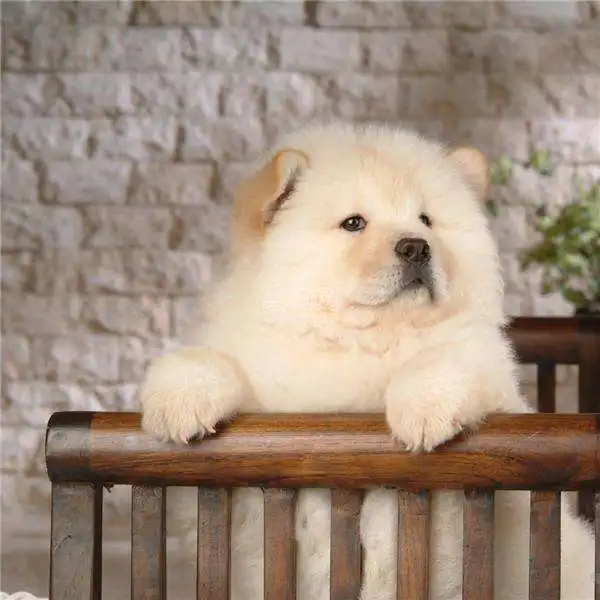 

2019 Chow Chow dog DIY Diamond Painting Resin Square