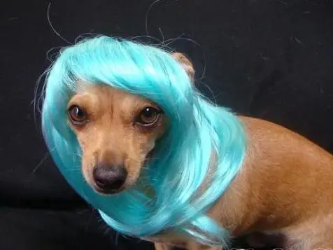 Короткие коричневые парики для домашних животных кошек собак Bobo аксессуары