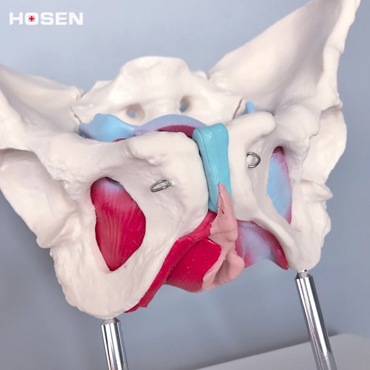 Новая анатомическая женская модель таза с гениталами и оневусом васкуларис