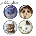 Модные милые кошки 10 шт. 12 мм18 мм20 мм25 мм круглые фото стекло кабошон демонстрация плоская задняя сторона решений ZB0471