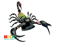 scorpion 4d master puzzle assembling toy animal biology organ anatomical model medical teaching model