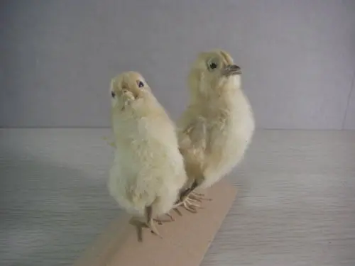 TAXIDERMY птица цыпленок 2 шт.|chicken whole|chicks videochick clothes |