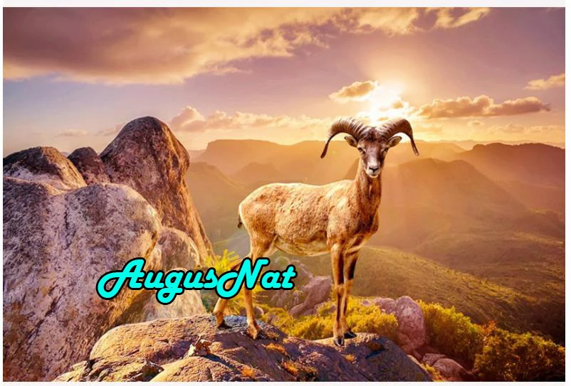 Картина из драгоценных камней солнце алмазная вышивка Коза и Даймонд картина