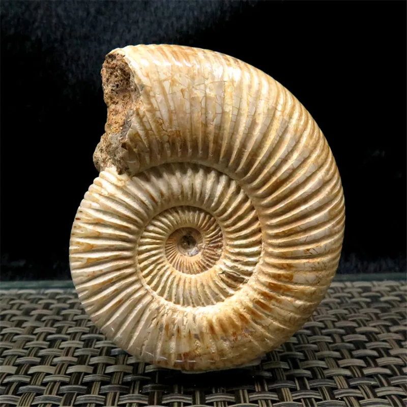 Натуральный палеонтологических ископаемого Ammonoid минеральной геолого учебный