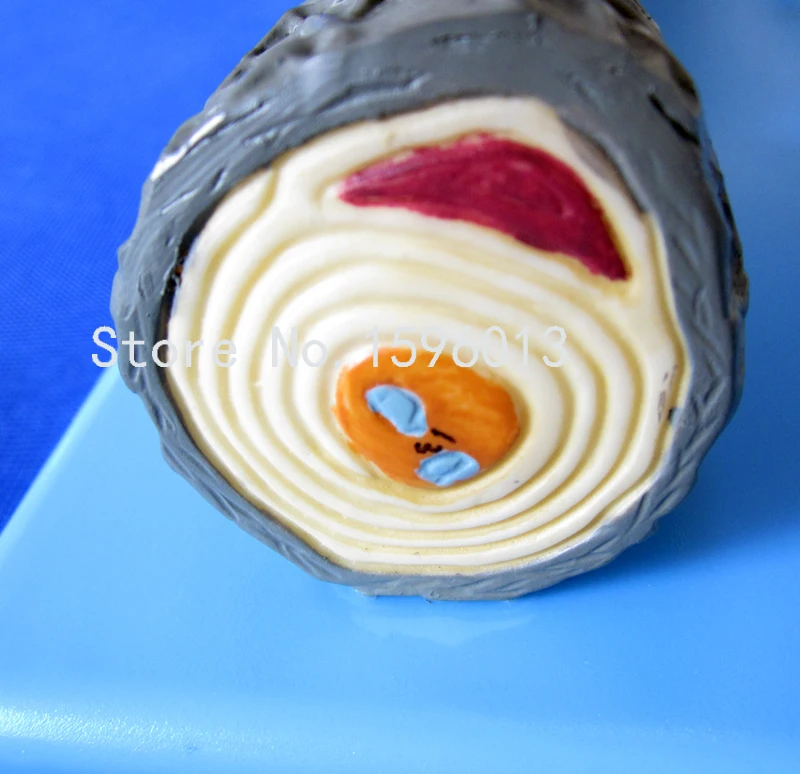 Популярная модель нейрона анатомическая человеческого мозга|model 4 stroke engine|models