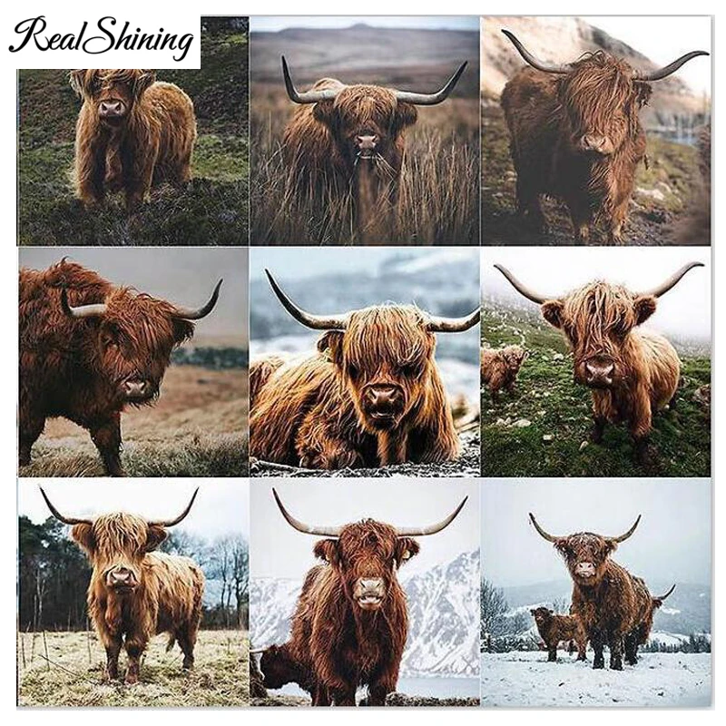 5D полностью квадратная/круглая Алмазная картина &quotНидерланды Хайленд корова