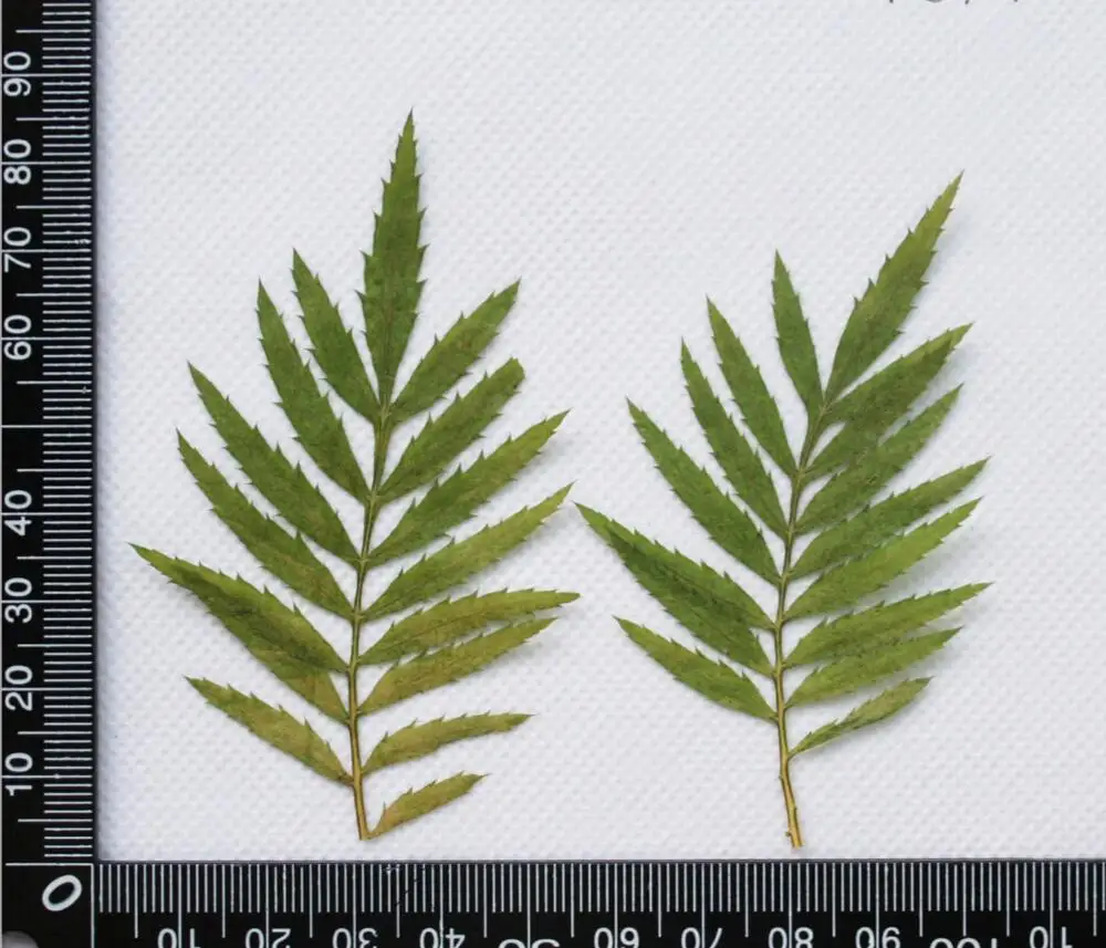 250 шт. прессованный высушенный Tagetes patula павлин с защелкой в виде листа для