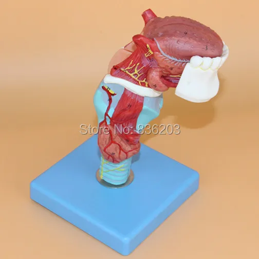 Функциональный ларинкс с языком 5 частей искусственная горловина анатомическая