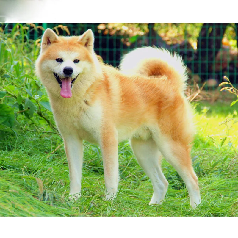 Алмазная вышивка Akita dog 5d алмазная живопись полноразмерная мозаика сделай сам