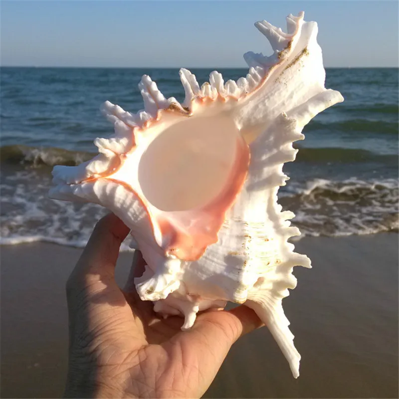 Натуральные раковины для фотосессии Свадебные/вечерние/домашние украшения аквариумные улитки Senju Daisy Lo 10-21 см Big Senju Lo