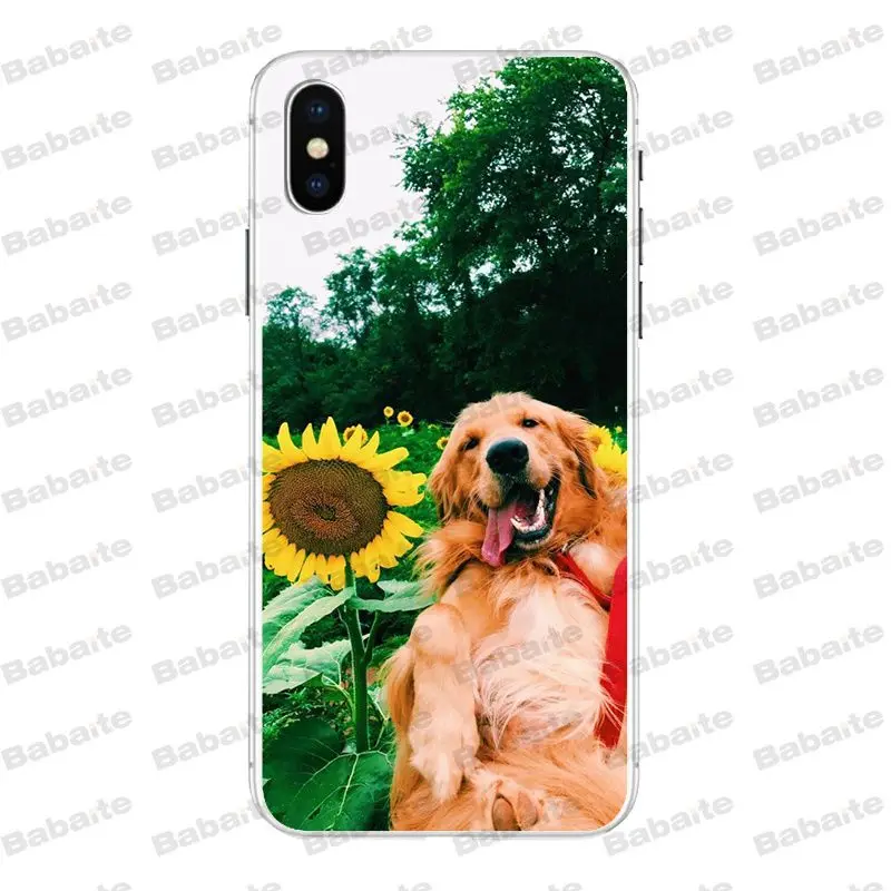 Babaite супер милый золотой ретривер чехол для телефона для iPhone X Xs Xr XsMax 6 6s Plus 7 7plus 8plus 5S 5c SE11 11pro 11promax