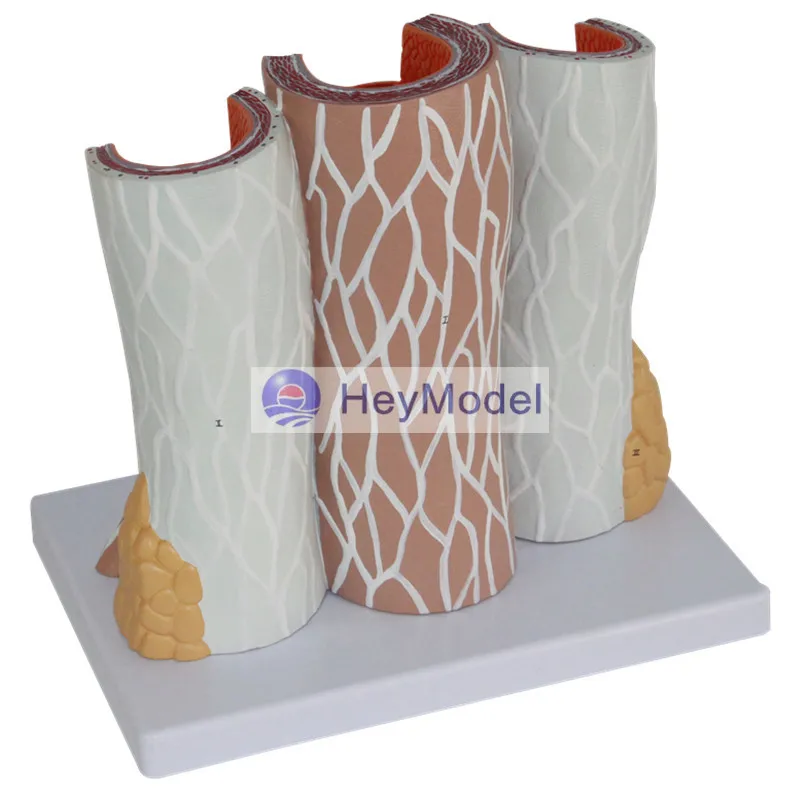 Модель увеличения артерий и венозной анатомии HeyModel человеческие сосудистые