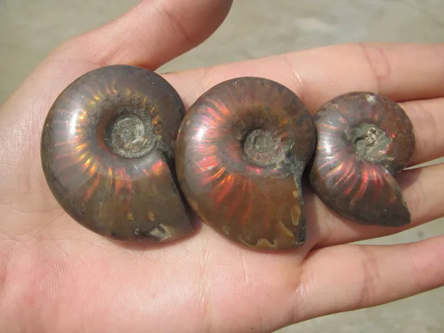 

The snail ammonite fossils mineral A1