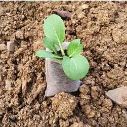 8*10CM Biodegradable Seed Nursery Bags Flower Pots Vegetable Transplant Breeding Garden Planting Plant 50PC | Дом и сад
