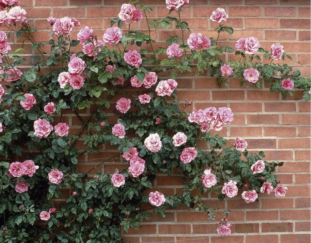 Настенные 3D обои с изображением роз и зеленых листьев стереоскопические для