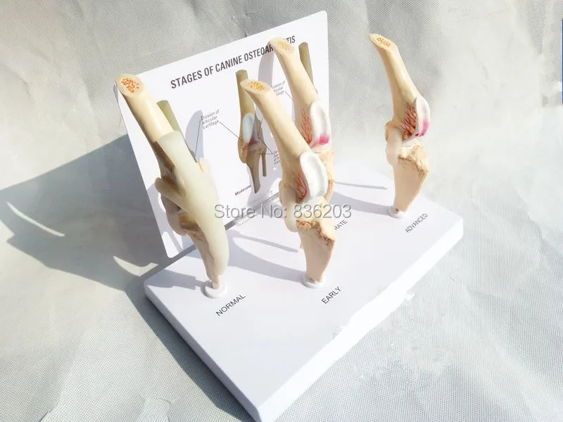 4 ступенчатый наколенник для собак и артрит анатомический модель скелета esqueleto