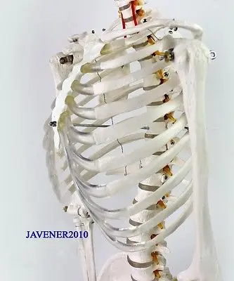170 см Мужская анатомическая модель естественного размера с подставкой|anatomy