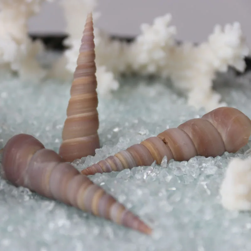 Бесплатная доставка (50 шт./лот) башенная винтовая оболочка натуральная и раковина