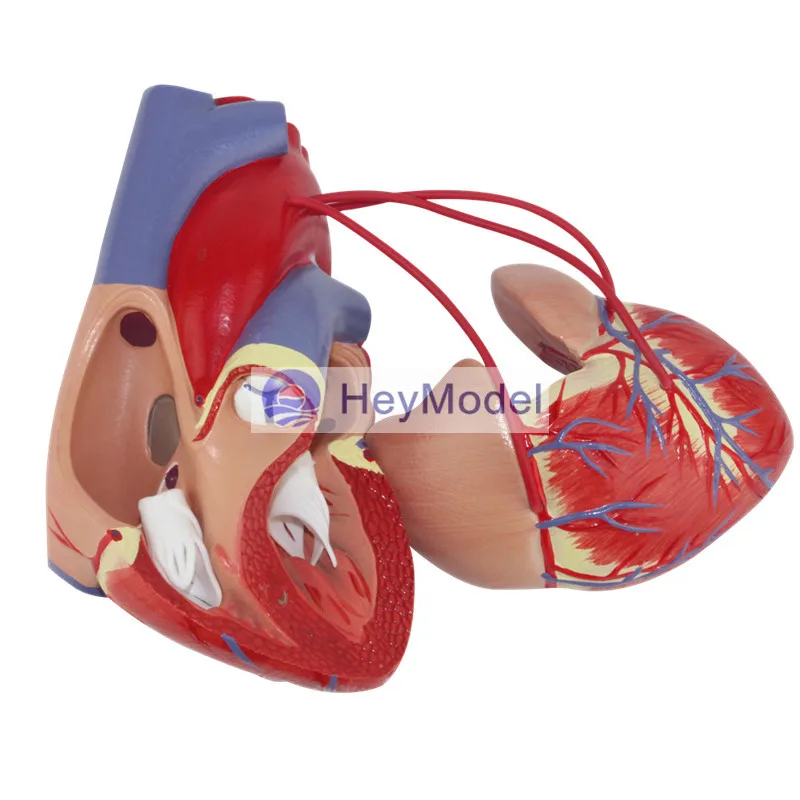 Увеличенная анатомическая модель медицинского сердца HeyModel с цифровым обводным