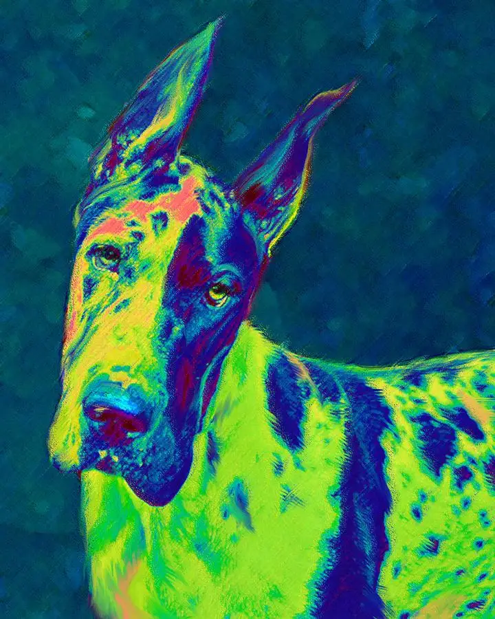Набор для рисования бриллиантами Great Dane Love-сделай сам | Дом и сад