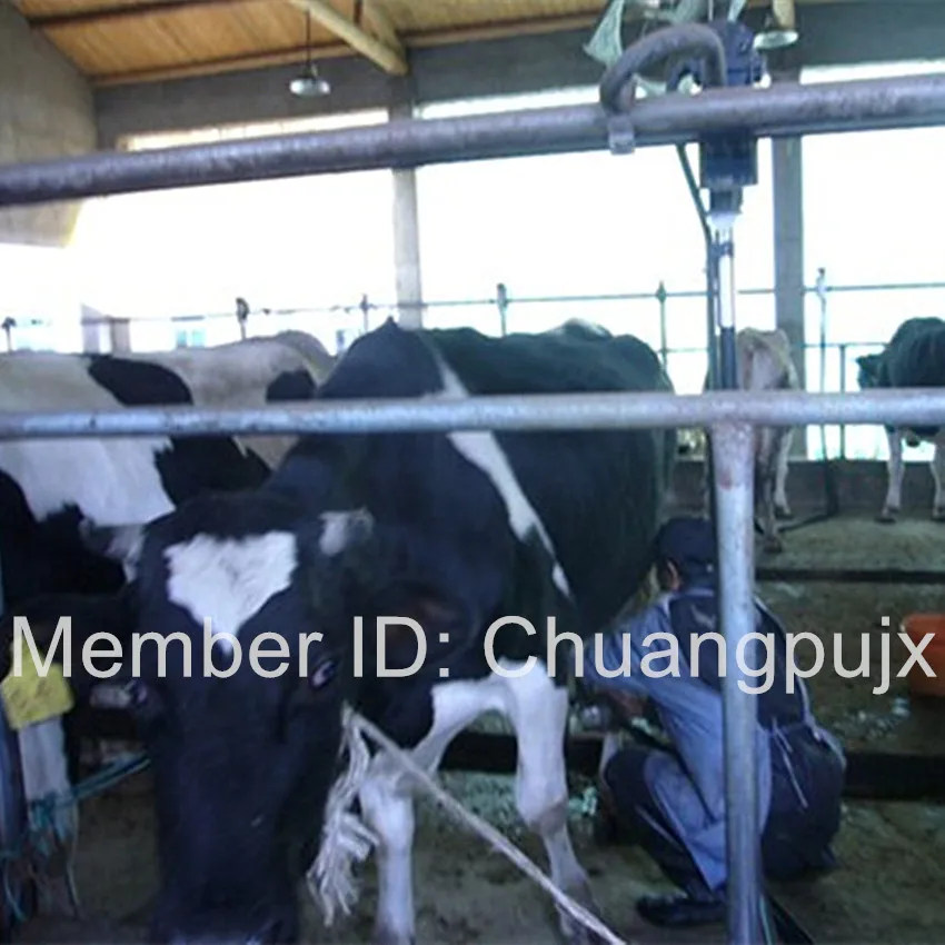 Доильный кабинет для костей|parlor| |