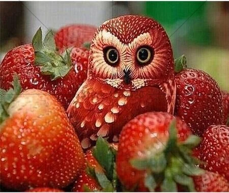 Diy Алмазная мозаика картина Клубничная Сова 5d наборы крестиков полная дрель