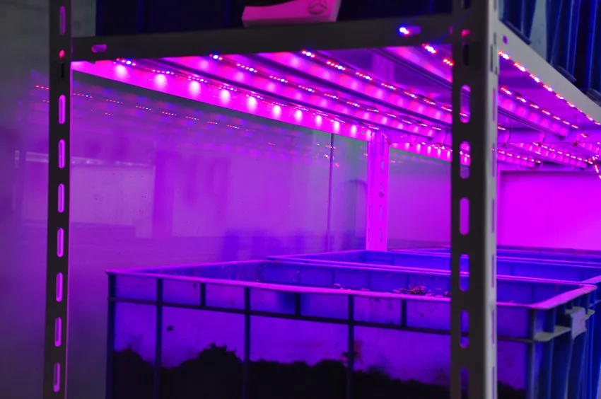 Светодиодный светильник для выращивания растений 12 в пост. Тока 2835 SMD 60 s/m