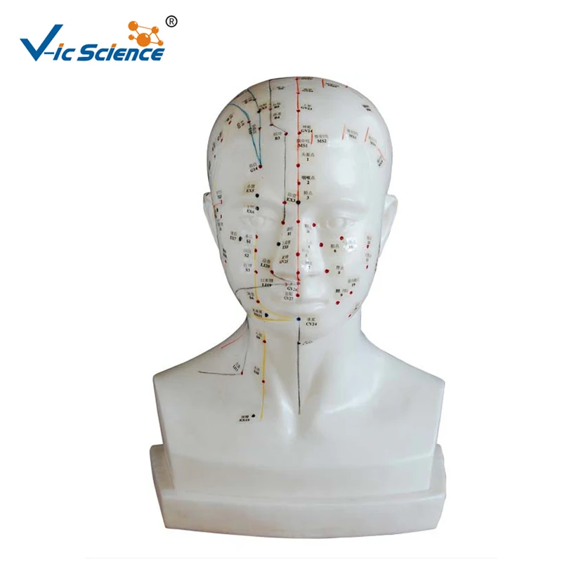 

Medical Advanced Life-size Head Acupuncture Model