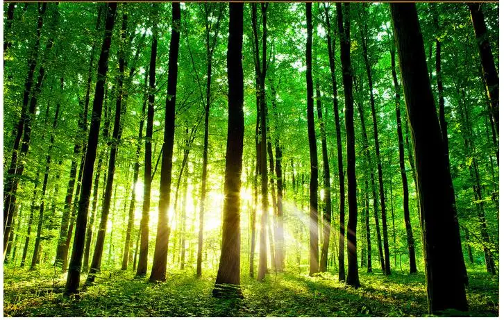 

3d wallpaper custom photo non-woven mural picture wall sticker The sun tree forest painting 3d wall room murals wallpaper