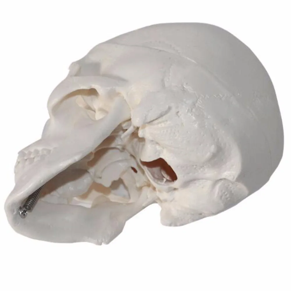 1 шт./упак. крутой ПВХ Mini Skull Human Head для искусства медицины и анатомии|Медицинская