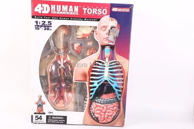 15 дюймовый 4D master human torso суперлюксовый медицинский фототравматический