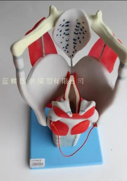 Advanced laryngeal structural and functional magnification model of laryngeal muscle laryngeal cavity anatomy model группа авторов advances in ceramics for environmental functional structural and energy applications ii