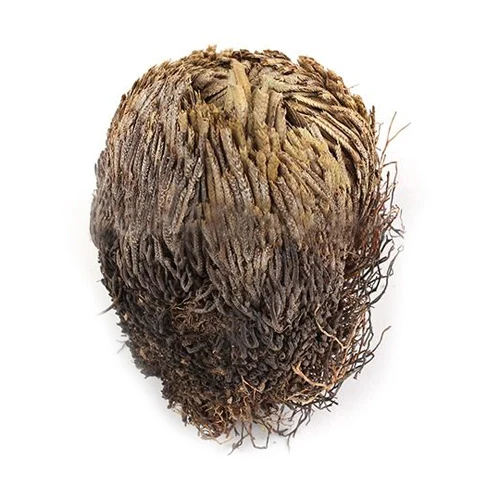 hot!1 Pc Live Resurrection Plant Rose of Jericho Dinosaur Plant Air Fern Spike Moss