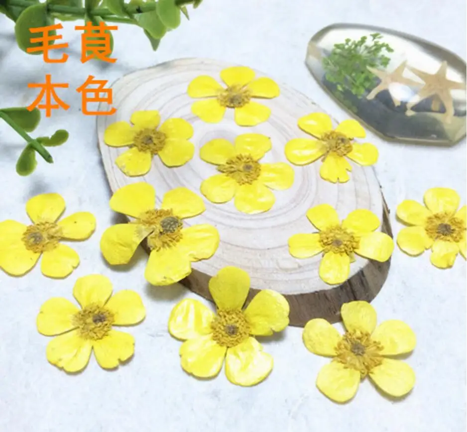 

120pcs Pressed Dried Ranunculus Japonicus Thunb Flowers Plants Herbarium For Jewelry iPhone Phone Case Frame Making Accessories