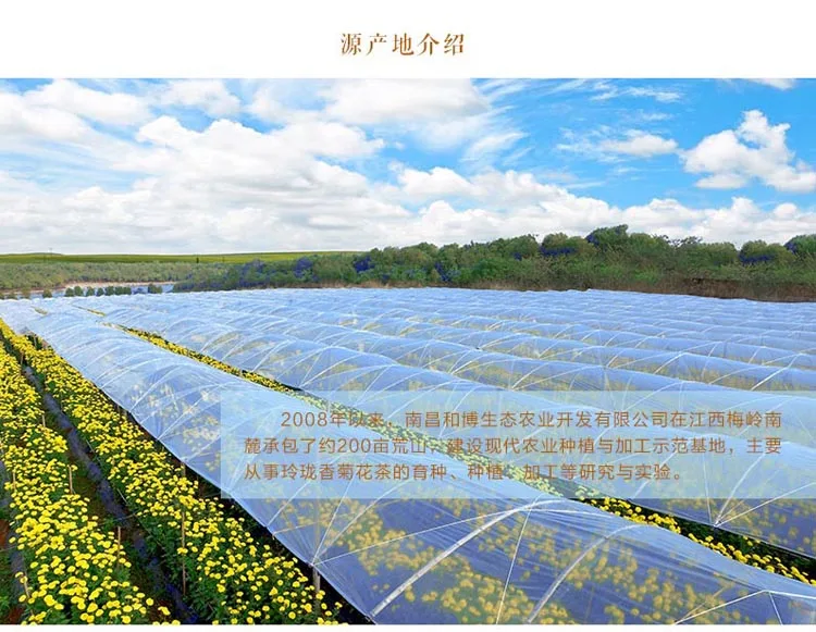 Особенно красивый Хризантема чай linglongxiang Хризантема чай одна Хризантема может сделать чашку хризантемы