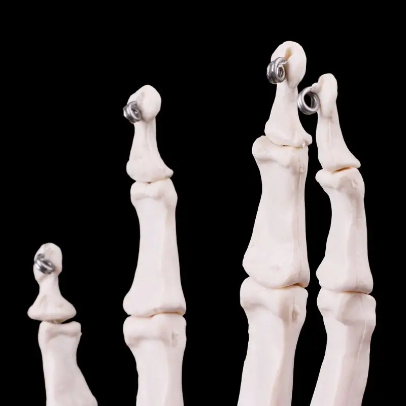 

2019 NEW Hand Joint Anatomical Skeleton Model Human Medical Anatomy Study Tool Life Size Dropshipping