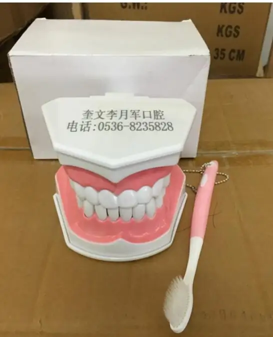 

15*12*9CM Early education dental model Brushing teaching can be disassemble Oral tooth model free shipping