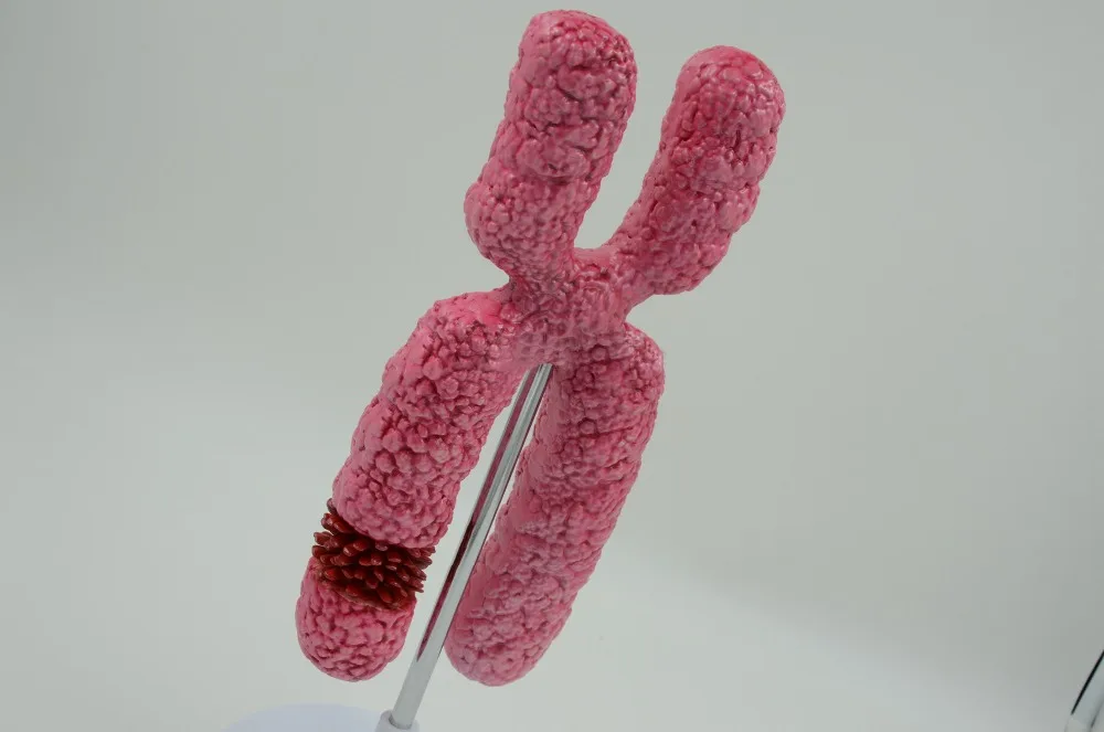 X Chromosome усилительная модель, мейоз, преподавание биологии, органель, анатомическая модель, генетика анатомическая модель