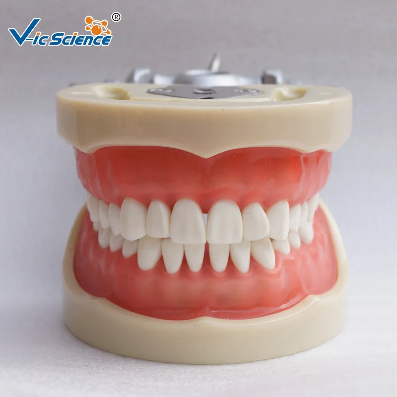 200h Standard Nissin Typodont Model with 32pcs teeth